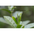 Organic Bud Green Tea